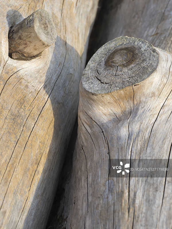 牛津郡肯宁顿草甸的死树残桩图片素材