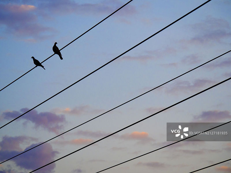 日出时分，栖息在拉德利村低压电缆上的鸽子图片素材