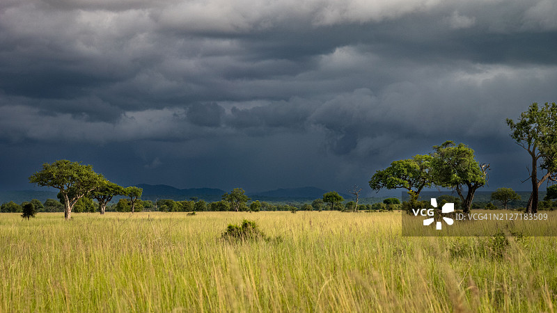 萨瓦纳：坦桑尼亚米库米国家公园图片素材