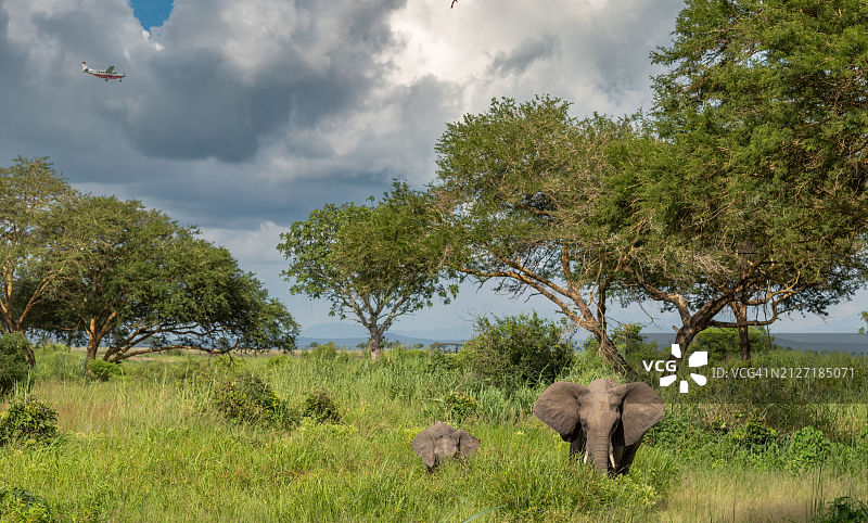 飞机与大象，米库米国家公园，坦桑尼亚图片素材