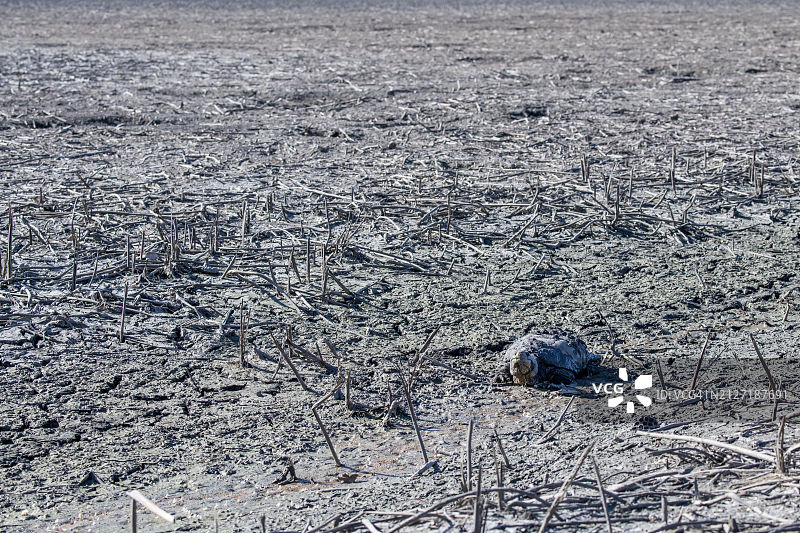 鳄龟在干旱的湖泊中寻找水源图片素材