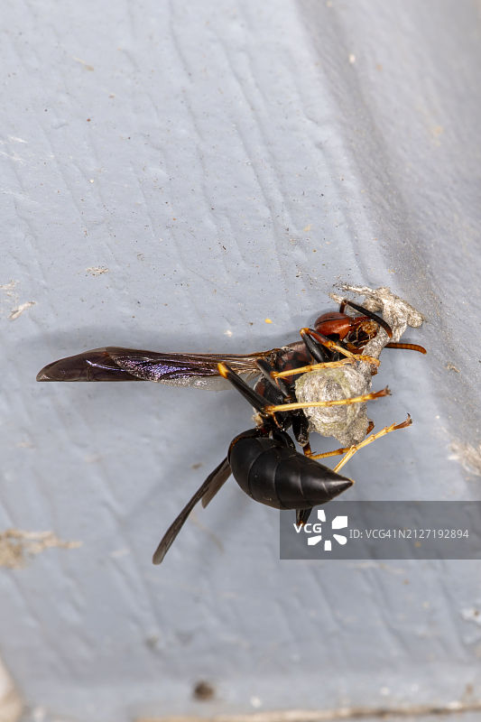 黄胡蜂在车库屋檐下筑巢图片素材