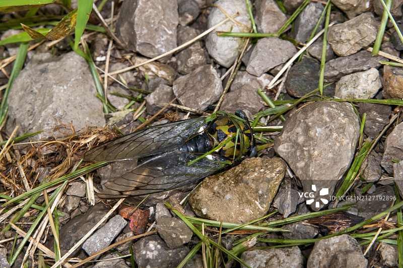 堪萨斯州莱文沃斯市的磨剪蝉图片素材