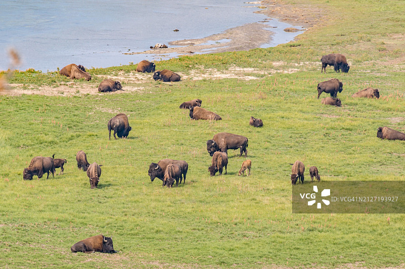 黄石国家公园海顿谷地区沿黄石河吃草的美洲野牛图片素材