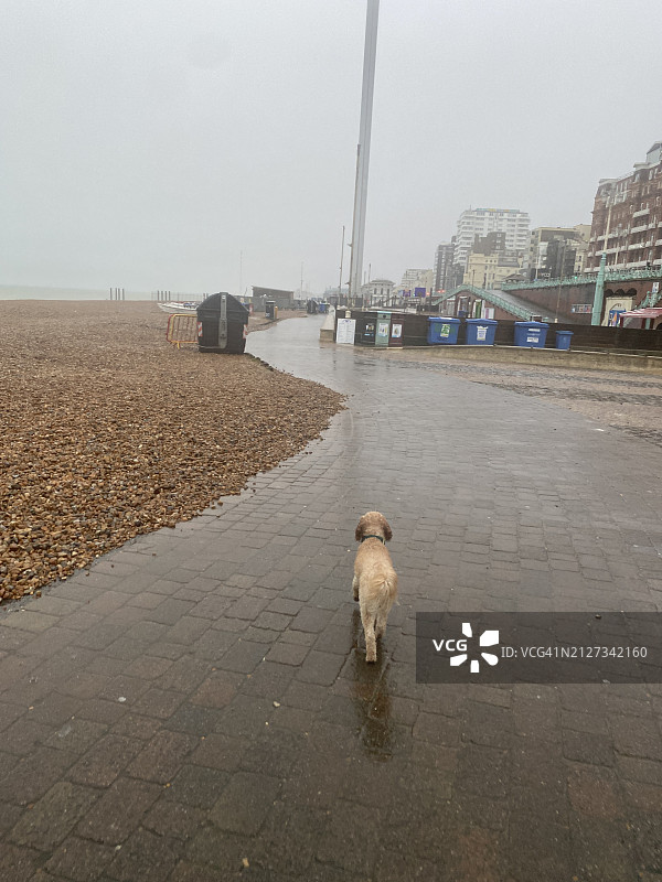 寒冷下雨天在海滩旁遛狗。英国海岸在淡季的萧条海景。2024年2月在英国进行的令人不快的户外运动图片素材