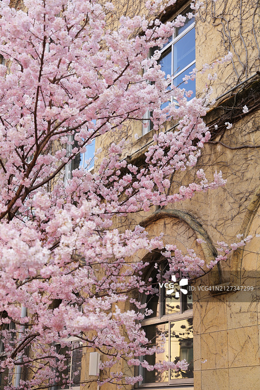 春季古老建筑前盛开的Harumeki樱桃树图片素材