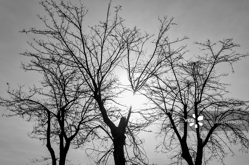 三棵枯树图片素材