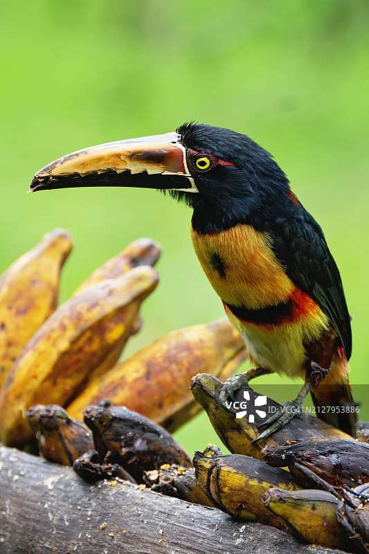 野生中的领噪鵎 птица - 巨嘴鸟，哥斯达黎加图片素材