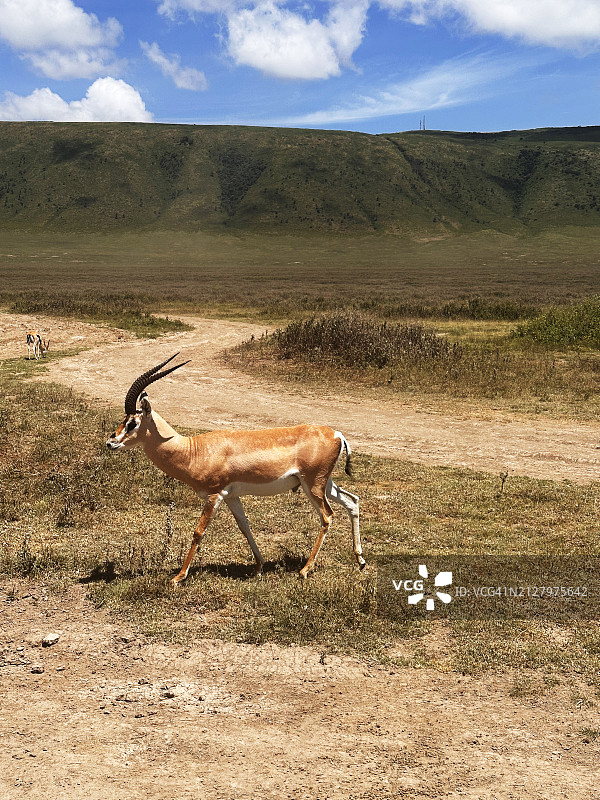 坦桑尼亚Safari场景图片素材