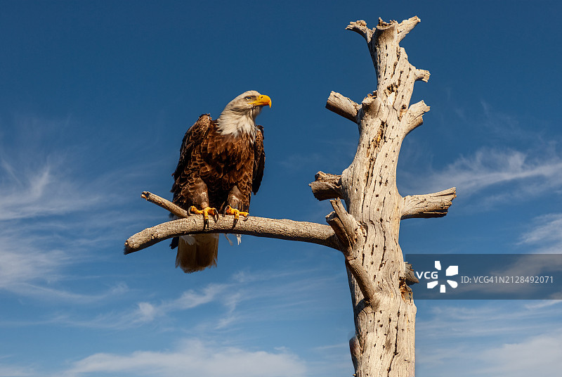 栖息在枯树上的白头海雕图片素材
