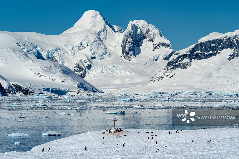 南极洲彼得曼岛上的巴布亚企鹅群图片素材