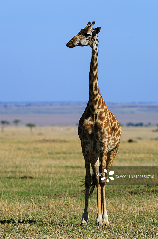 非洲平原上的野生马赛长颈鹿图片素材