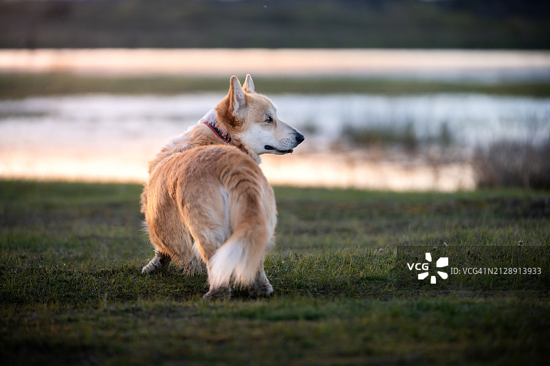 威尔士彭布罗克柯基犬图片素材