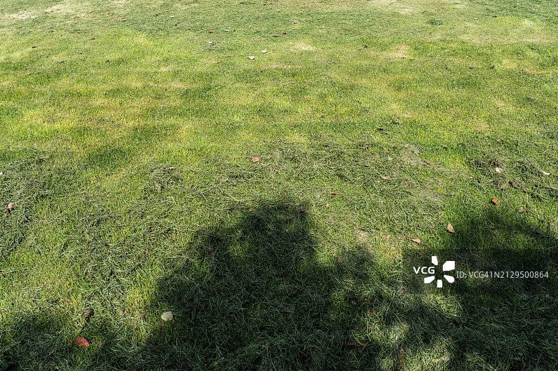 绿色草坪条纹图片素材