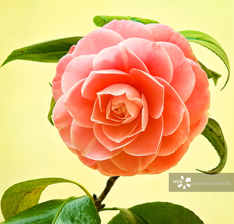 粉色玫瑰图片素材