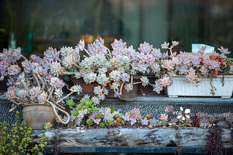 台阶上的多肉植物图片素材