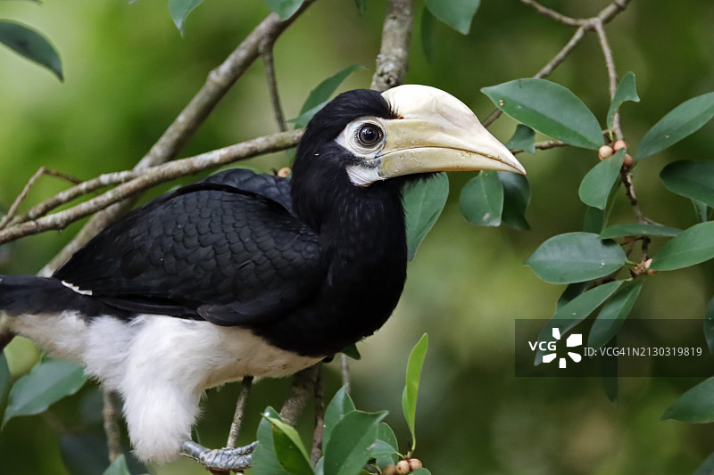 栖息在树上的泰国美丽的白斑弯嘴犀鸟图片素材