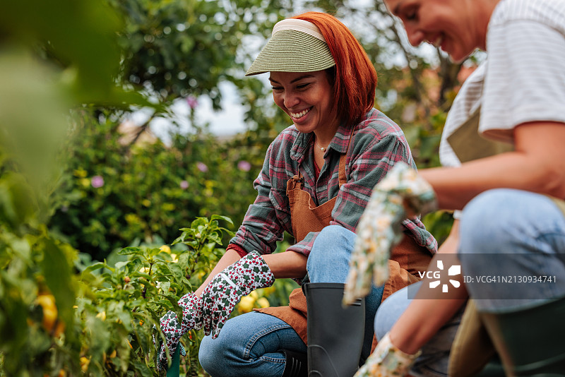 两位女农民采摘甜椒时欢笑图片素材