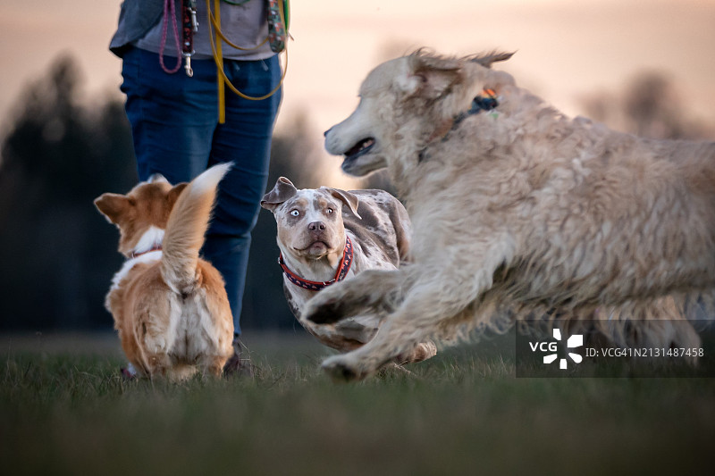 遛狗时与狗玩耍图片素材