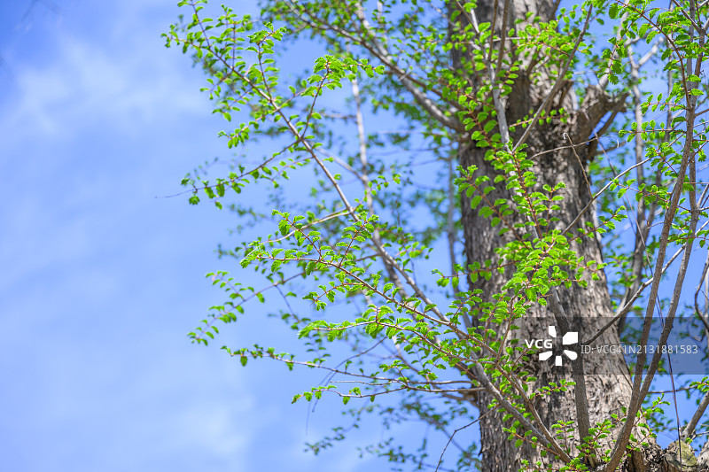 春天树木开始返绿图片素材