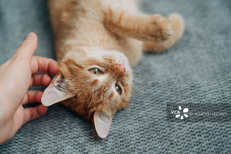 男人和女人用手抚摸虎斑猫，主人和家养猫科动物宠物之间的关系，享受爱抚的可爱毛茸茸的小猫朋友，人类和猫的友谊图片素材