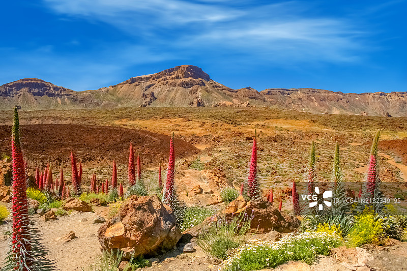 泰德山上的埃奇姆野蔷薇图片素材
