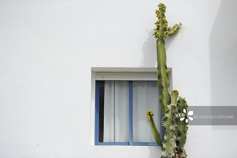 窗户和仙人掌图片素材
