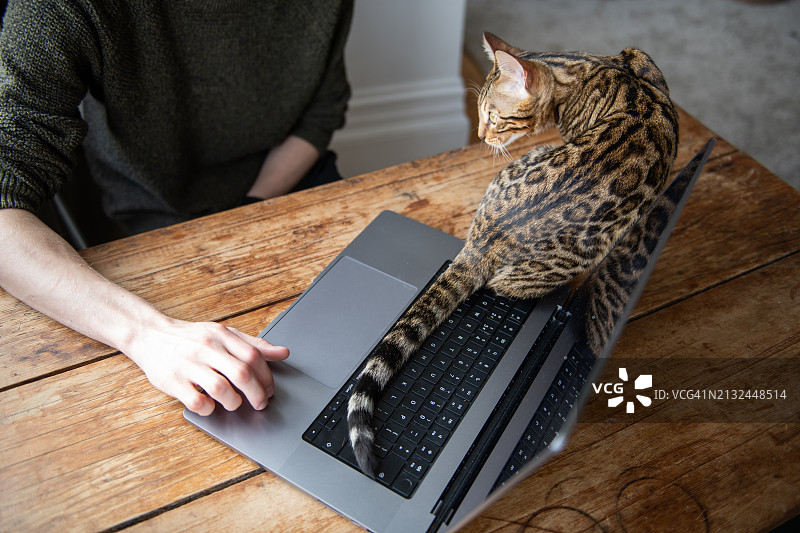 猫咪打断工作图片素材