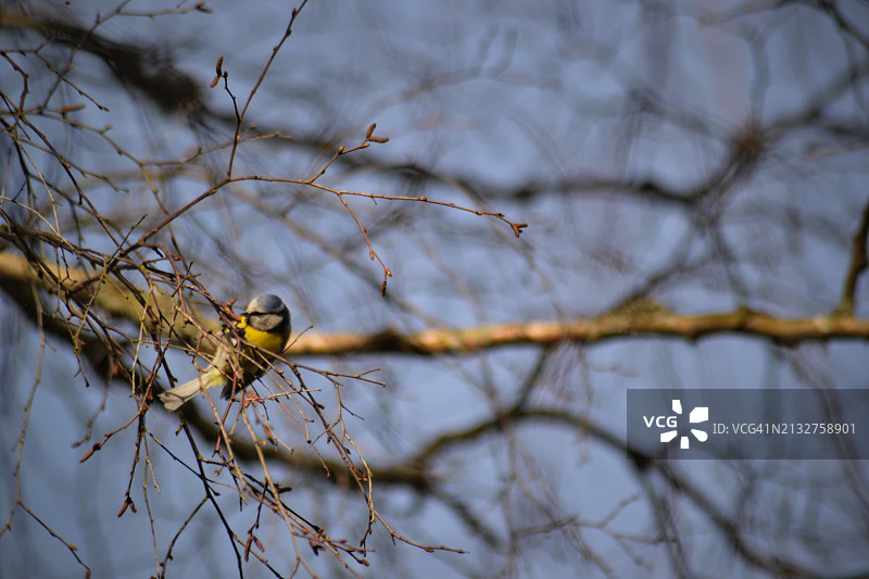 金色鸣禽在树枝间轻舞，构成宁静的自然交响图片素材