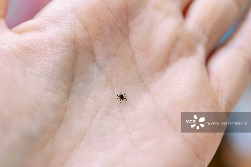 手掌上的蜱虫，硬蜱总科图片素材
