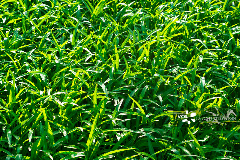 花园里的空心菜图片素材
