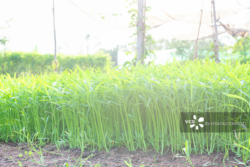 花园里的空心菜图片素材