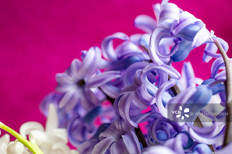 紫色风信子花的特写摄影，春季概念图片素材