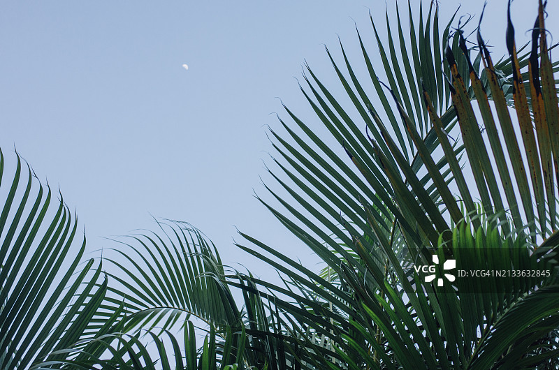 在蔚蓝天空下的金 cane 棕榈树上的叶子图片素材