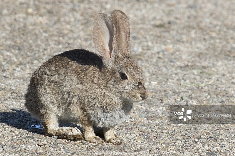 灌丛兔图片素材