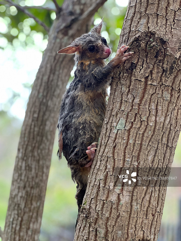 湿漉漉的、害怕而虚弱的负鼠栖息在树干上图片素材