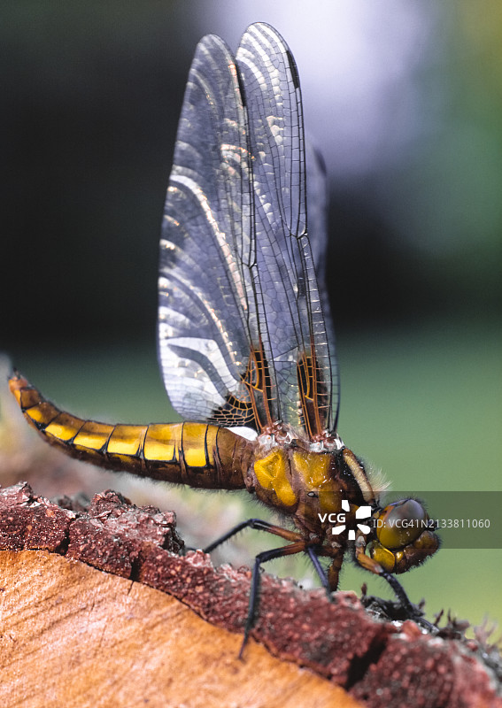 宽腹蜻蜓图片素材