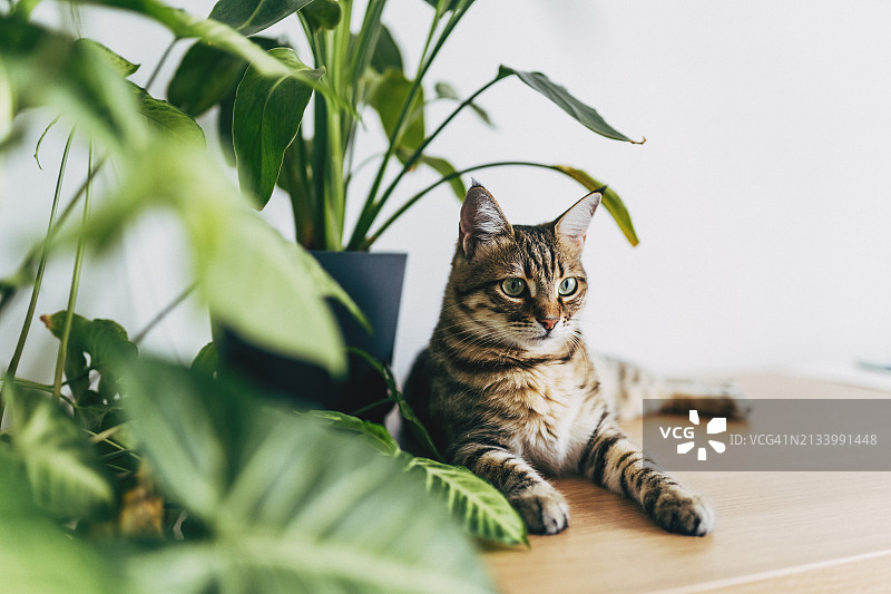 可爱的白色猫咪坐在室内植物附近的桌子上，舒适的家庭背景与家养宠物，现代家庭花园内景图片素材