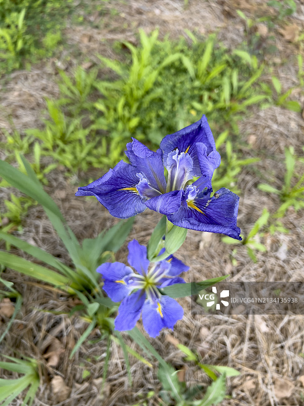 盛开的鸢尾花图片素材