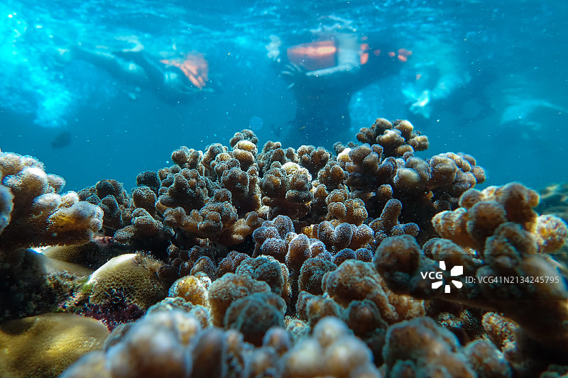 海底的珊瑚、鱼类和贝类图片素材