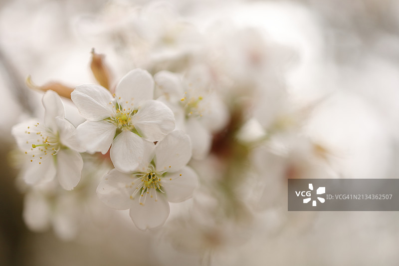 美丽的白色樱花——盛开的山樱花图片素材