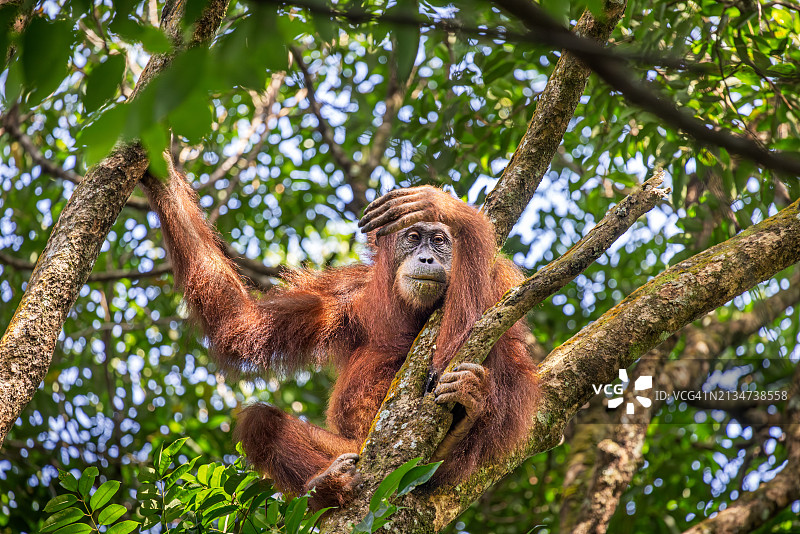 苏门答腊雌性猩猩在丛林中的树上休息，看着游客图片素材