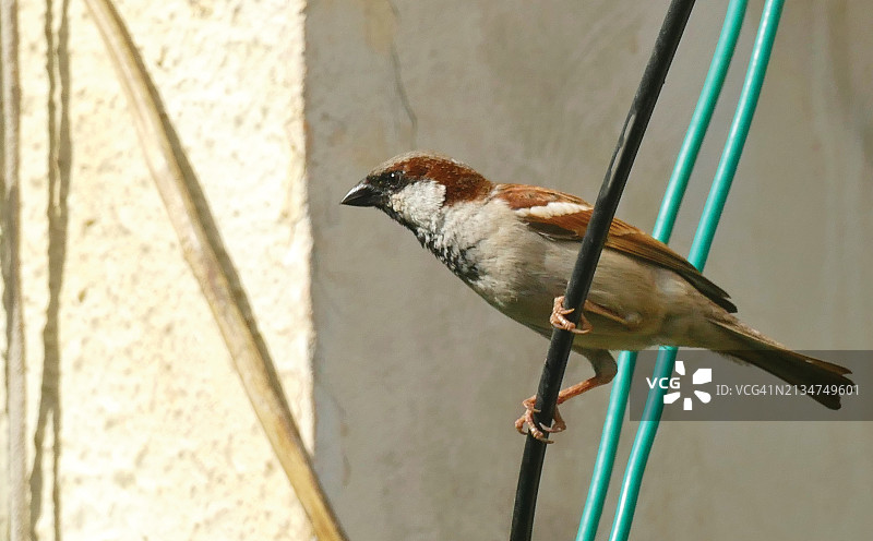 家麻雀图片素材