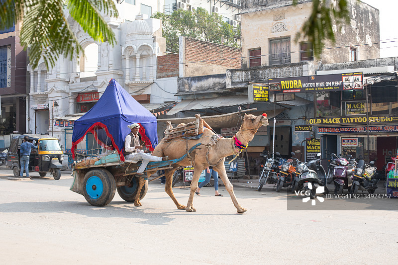 印度普什卡骆驼运输图片素材