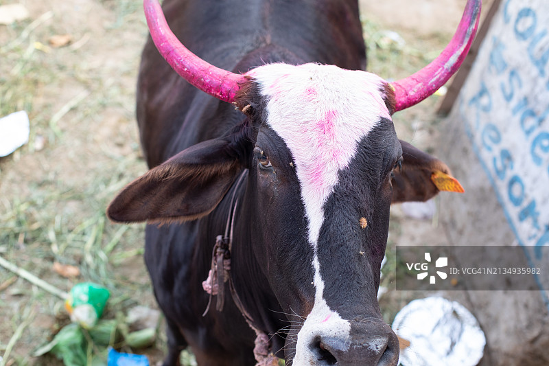 印度的神牛图片素材