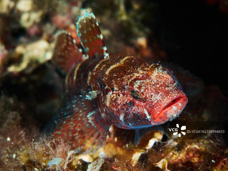 红口虾虎鱼：色彩斑斓的水下邂逅图片素材