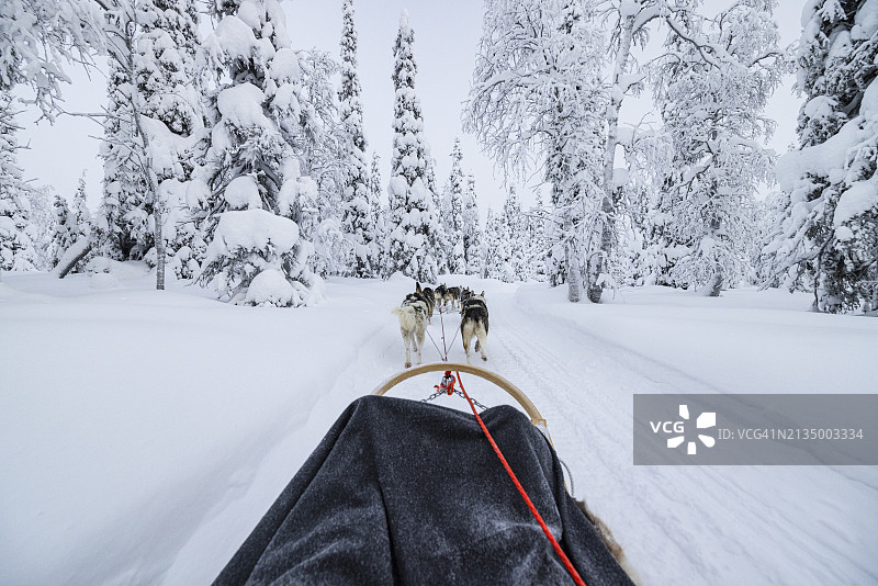 在芬兰库萨莫寒冷的冬日里，有趣的狗拉雪橇之旅图片素材