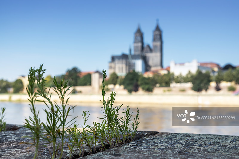 马格德堡城市天际线墙上的杂草（德国萨克森-安哈尔特州）图片素材