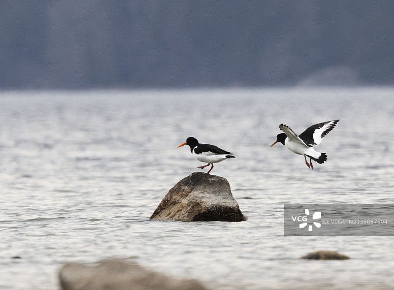 两只蛎鹬图片素材