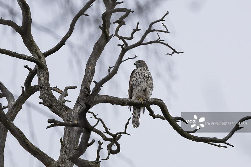 栖息在树枝上的苍鹰图片素材